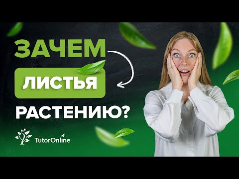 Видео: Зачем листья растению? | TutorOnline