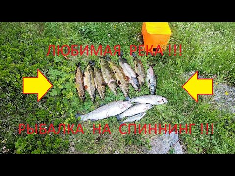 Видео: Любимая река. Удачно попали с Греем, порадовал размер щуки. #Сегозеро #ОтдыхКарелия #РыболовныйГид