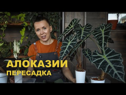 Видео: Пересадка алоказий ВАРИЕГАТНЫХ и не только/ выращиваю алоказию  Полли НА СПОР/