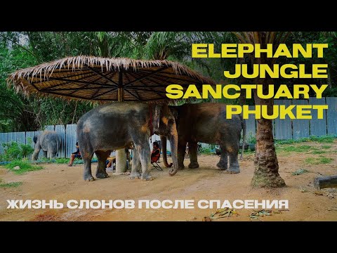 Видео: Жизнь после Спасения: СЛОНЫ Elephant Jungle Sanctuary на ПХУКЕТЕ • Интервью с работницей заповедника