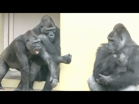 Видео: Серебряная спина завидует детям, которые играют счастливо｜Shabani Group