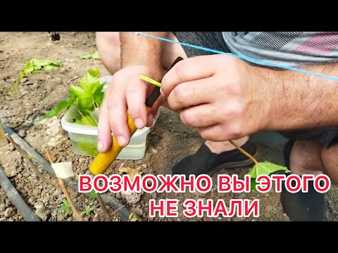 Видео: ПРИВИВКА. БЫСТРОЕ РАЗМНОЖЕНИЕ ВИНОГРАДА