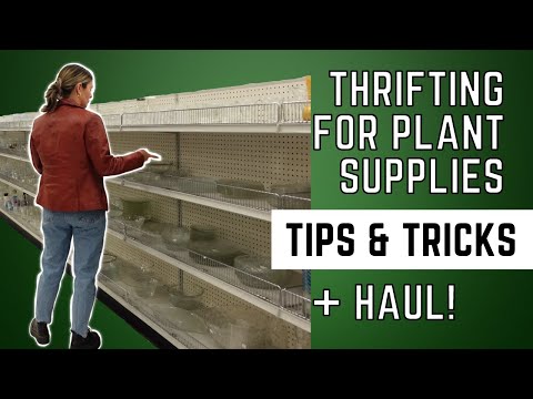 Видео: Как бюджетно разместить комнатные растения! | Растительные материалы и декор из секонд-хенда