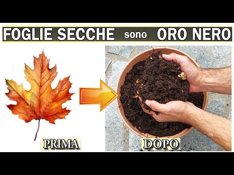 Видео: СУХИЕ ЛИСТЬЯ, ПРЕВРАЩАЙТЕ ИХ В ЧЕРНОЕ ЗОЛОТО с помощью простого и гениального трюка — БЕСПЛАТНЫХ У