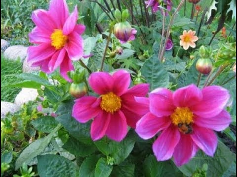 Видео: Самые неприхотливые однолетники, семенами без рассады