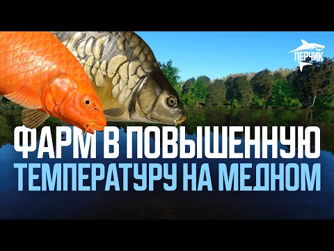 Видео: Медное в ПОВЫШЕННУЮ температуру воды ● Русская рыбалка 4 ● РР4