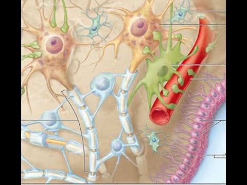 Видео: Лекція - Нервова тканина