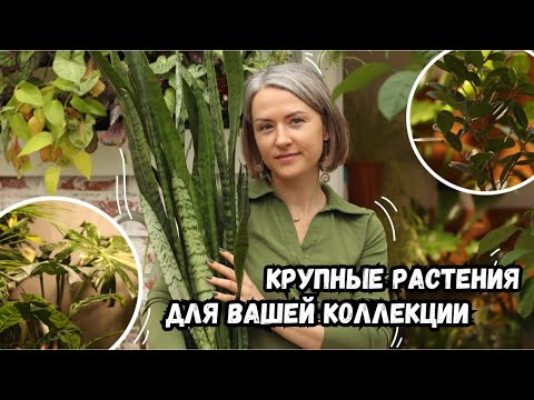 Видео: Крупные и простые растения для вашего интерьера | Обзор коллекции