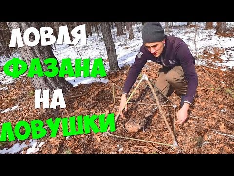 Видео: 24 ЧАСА! ЛОВУШКА НА ФАЗАНА! ГОТОВЛЮ ШУРПУ!