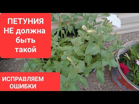 Видео: ПЕТУНИЯ НЕ ДОЛЖНА БЫТЬ ТАКОЙ. ИСПРАВЛЯЕМ ОШИБКИ.