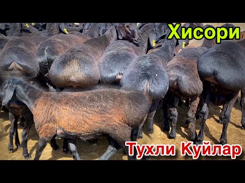 Видео: ТУХЛИ КУЙЛАРНИ ЗУРИ КЕЛДИ! ЕНДИ ОЛАМИЗ ДУСТЛАР! 