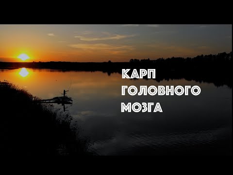 Видео: Карп головного мозга