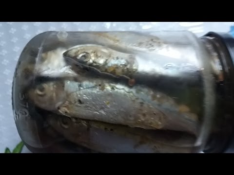 Видео: Килька прянного  посола.