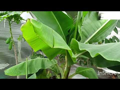 Видео: Выращивание Ананаса и Банана в домашних условиях.