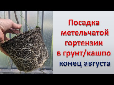 Видео: ПОСАДКА ГОРТЕНЗИЙ НА ВЫЖИВАНИЕ, А ВЕДЬ ТАК ПОРОЙ САЖАЮТ!