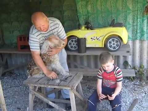 Видео: Тримминг фокстерьера Часть 2