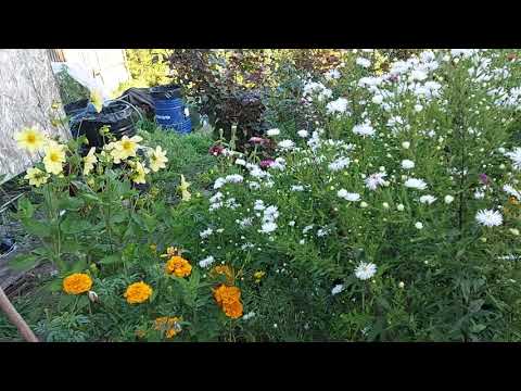 Видео: Просто осень