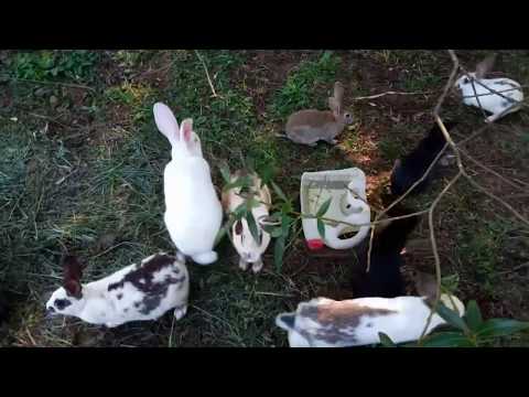 Видео: кролики\/сезон в вольере и сколько их уже