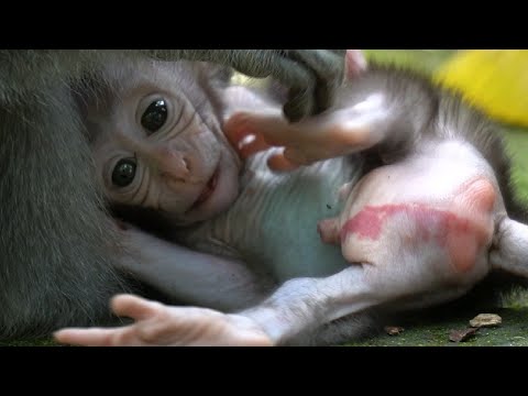 Видео: Грозный кандидат-мужчина