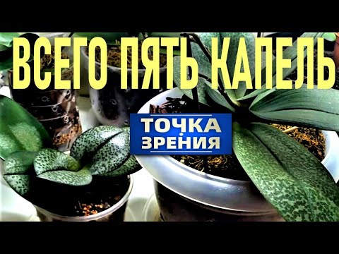Видео: НЕСКОЛЬКО КАПЕЛЬ СОКА ТОЛСТЯНКИ ДЛЯ ВОССТАНОВЛЕНИЯ ОРХИДЕИ! ТОЛСТЯНКА ДЛЯ ПАРФЮМЕРНЫХ ФАБРИК!!