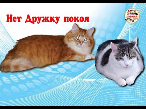 Видео: Нет Дружку покоя. There is no peace for Buddy.