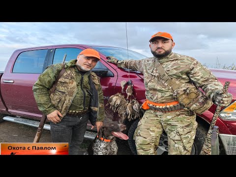 Видео: Охота на перепела с курцхааром. Много перепёлки.
