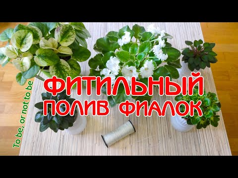 Видео: Фитильный полив фиалок | Переход на фитильный полив | Советы по уходу за фиалками | Мои фиалки #30