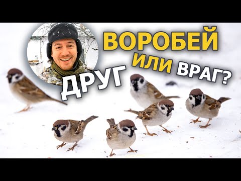 Видео: Зачем кормить воробьёв? // Китайский опыт борьбы с воробьями