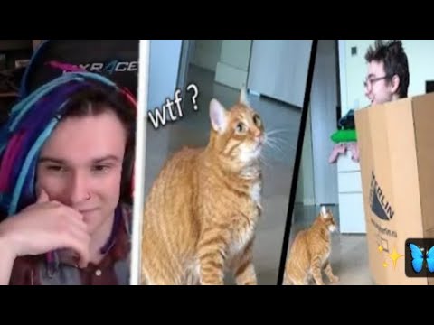 Видео: РЕАКЦИЯ ЖЕКИ на Кот VS Коробка