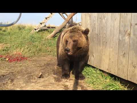 Видео: Мансур Орловский