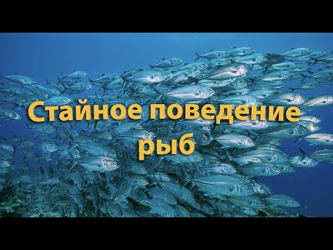 Видео: Стайное поведение рыб