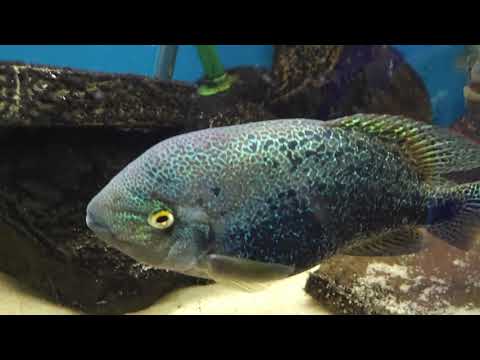 Видео: Рыбная экскурсия Daniken Aquatics Upper Level ENJOY