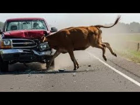Видео: Невероятные моменты с животными, запечатленные на камеру | Смешные, дикие и шокирующие встречи!