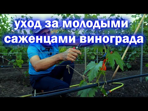 Видео: Уход за молодыми саженцами винограда.