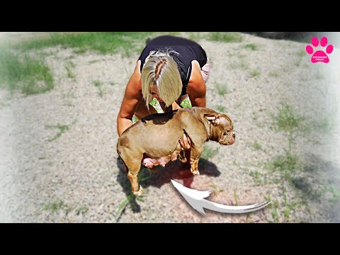 Видео: Собака едет рожать прямо сейчас! Вторые роды за утро.