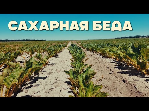 Видео: Фермеры не могу реализовать урожай  сахарной свеклы на юге Казахстана