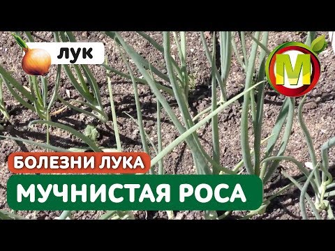 Видео: Ложная мучнистая роса на луке. Обработка лука против мучнистой росы.