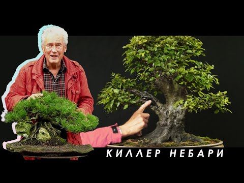 Видео: МЕЖДУНАРОДНАЯ БОНСАЙ АКАДЕМИЯ с Уолтером Полом 2013 - Часть 1 / "Killer nebari"