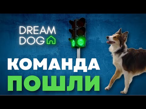 Видео: Команда пошли 🐶 Как научить собаку идти за хозяином