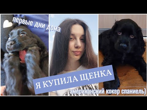 Видео: Я КУПИЛА ЩЕНКА | американский кокер спаниель | первые дни дома 🐶❤️