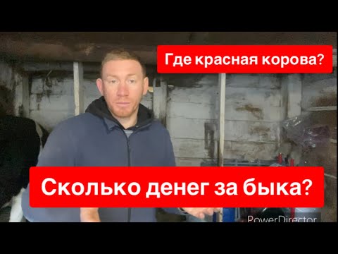 Видео: СКОЛЬКО ДЕНЕГ ЗА БЫКА? ГДЕ КРАСНАЯ КОРОВА? ОБЗОР ХОЗЯЙСТВА!
