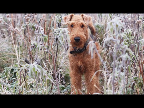 Видео: Прогулка с Эрделем. Осенняя история.