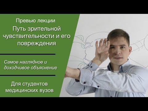 Видео: Путь зрительной чувствительности и его повреждения (анопсии)