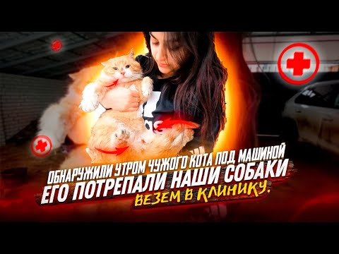 Видео: К нам прибился чужой кот и попал в зубы к собакам😭 очень слаб, везем в клинику.