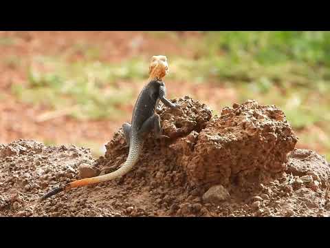 Видео: Ящерки которые любят отжимается