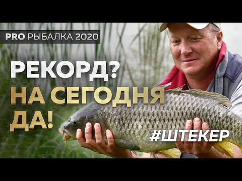 Видео: Карповая рыбалка! Ловля трофейного карпа (и не только!) на Львовских прудах 2020.