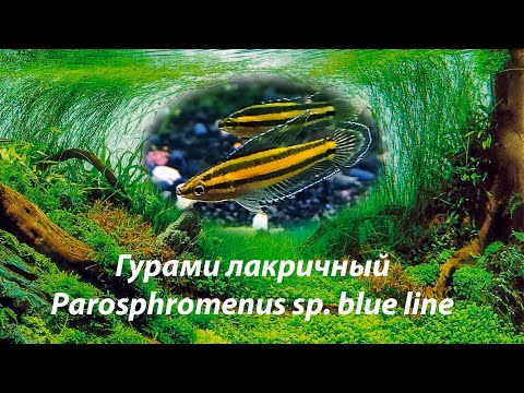 Видео: Гурами лакричный / Parosphromenus sp. blue line
