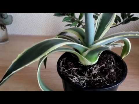 Видео: на лезвиях и остриях АГАВЫ  ПЕРЕСАДКА РАСТЕНИЯ и кое что еще