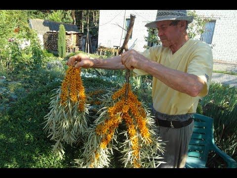 Видео: Облепиха сорта Чуйская  в нашем саду.