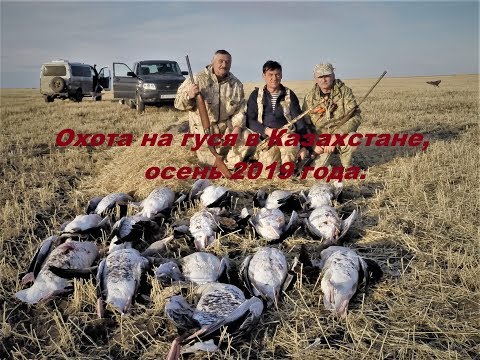 Видео: Охота на гуся в Казахстане, осень 2019 года.